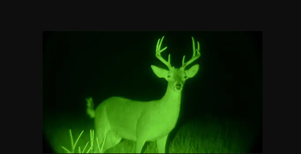 какие животные светятся в прицел ночного видения