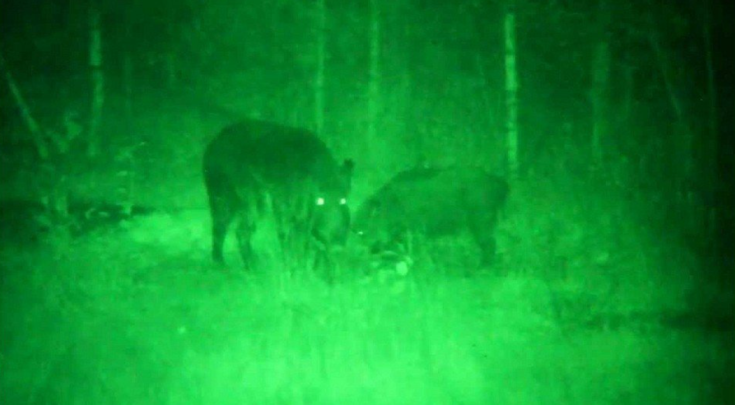 Какие животные видны через прицел ночного видения?